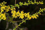 Wrinkleleaf goldenrod